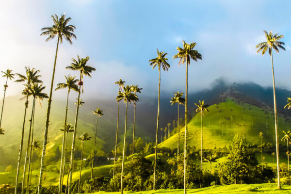 Valle del Cocora, zona cafetera Colombia