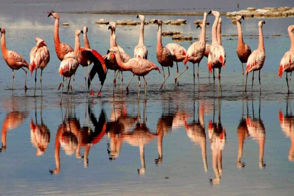 flamencos san pedro de atacama